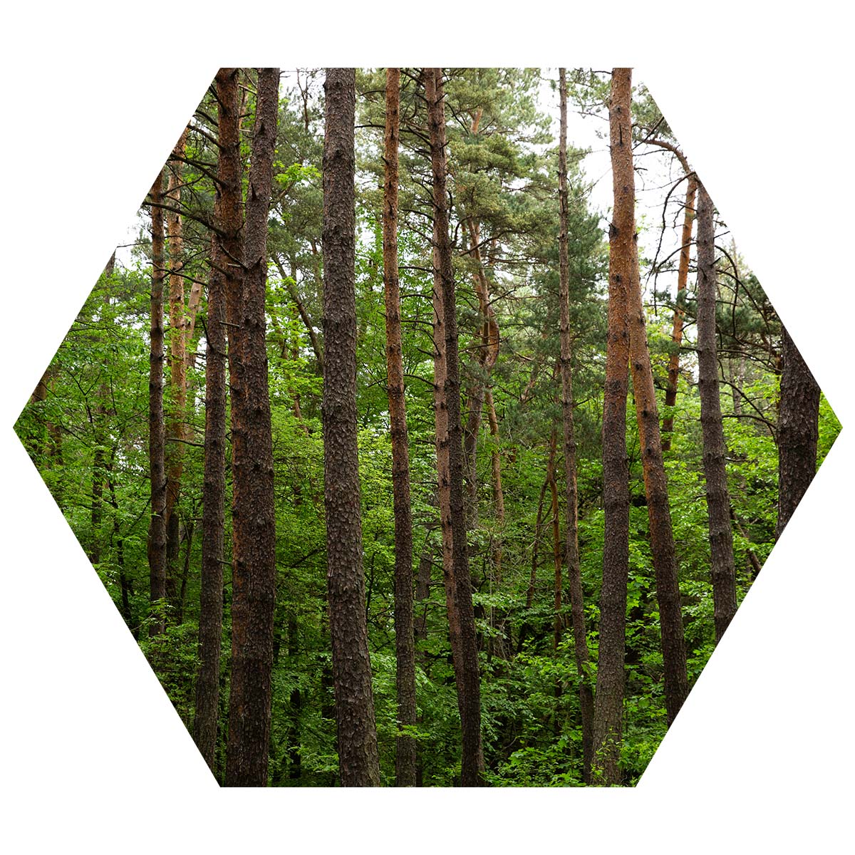You may not see the forest through the trees